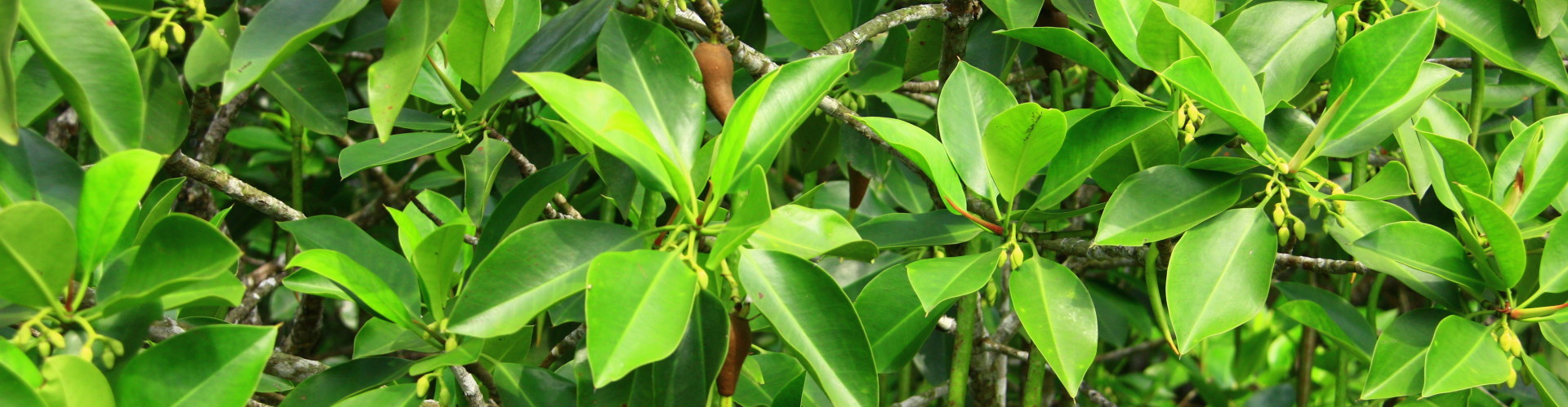 Mangrove Guidebook for Malaysia - Wetlands International Malaysia