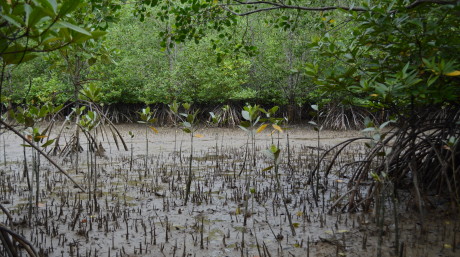 Vibrant Coasts and Deltas - Wetlands International Malaysia