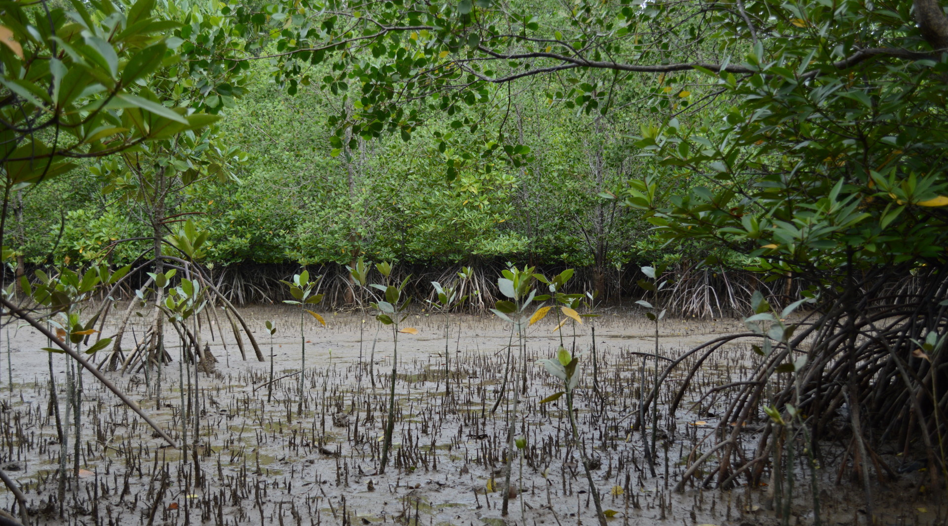 Vibrant Coasts and Deltas - Wetlands International Malaysia